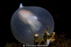 New Life by Christine Hamilton 